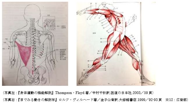 上背部の筋群：広背筋・大円筋・菱形筋・僧帽筋など